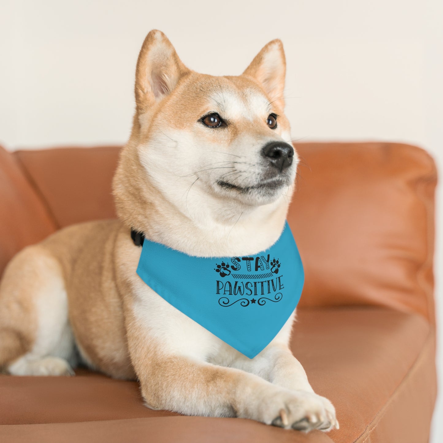 Pet Bandana Collar Stay Pawsitive, Turquoise