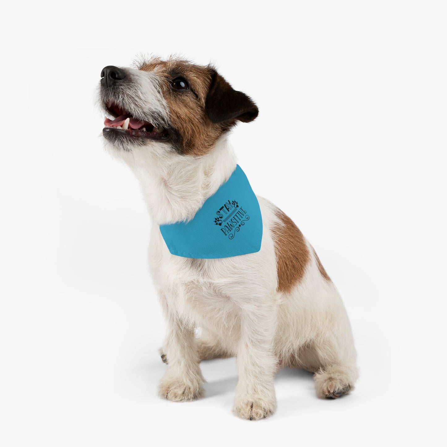Pet Bandana Collar Stay Pawsitive, Turquoise