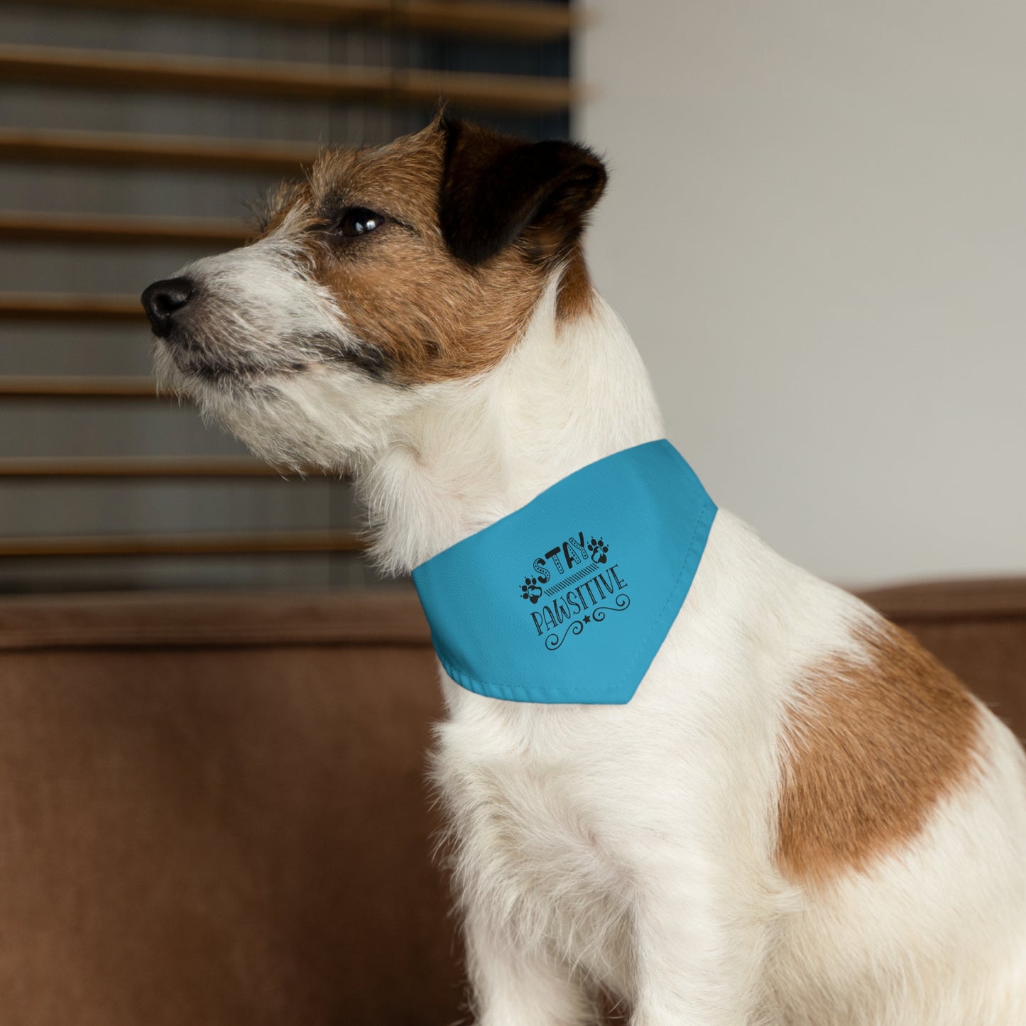 Pet Bandana Collar  Stay Pawsitive, Turquoise