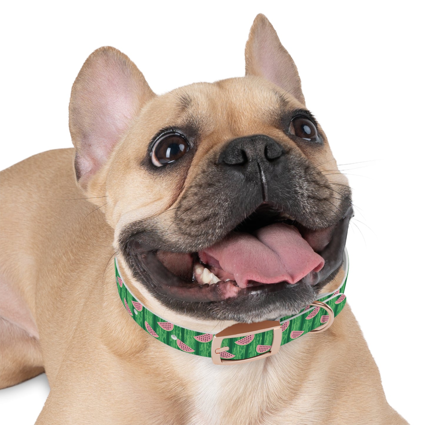 Watermelon Dog Collar