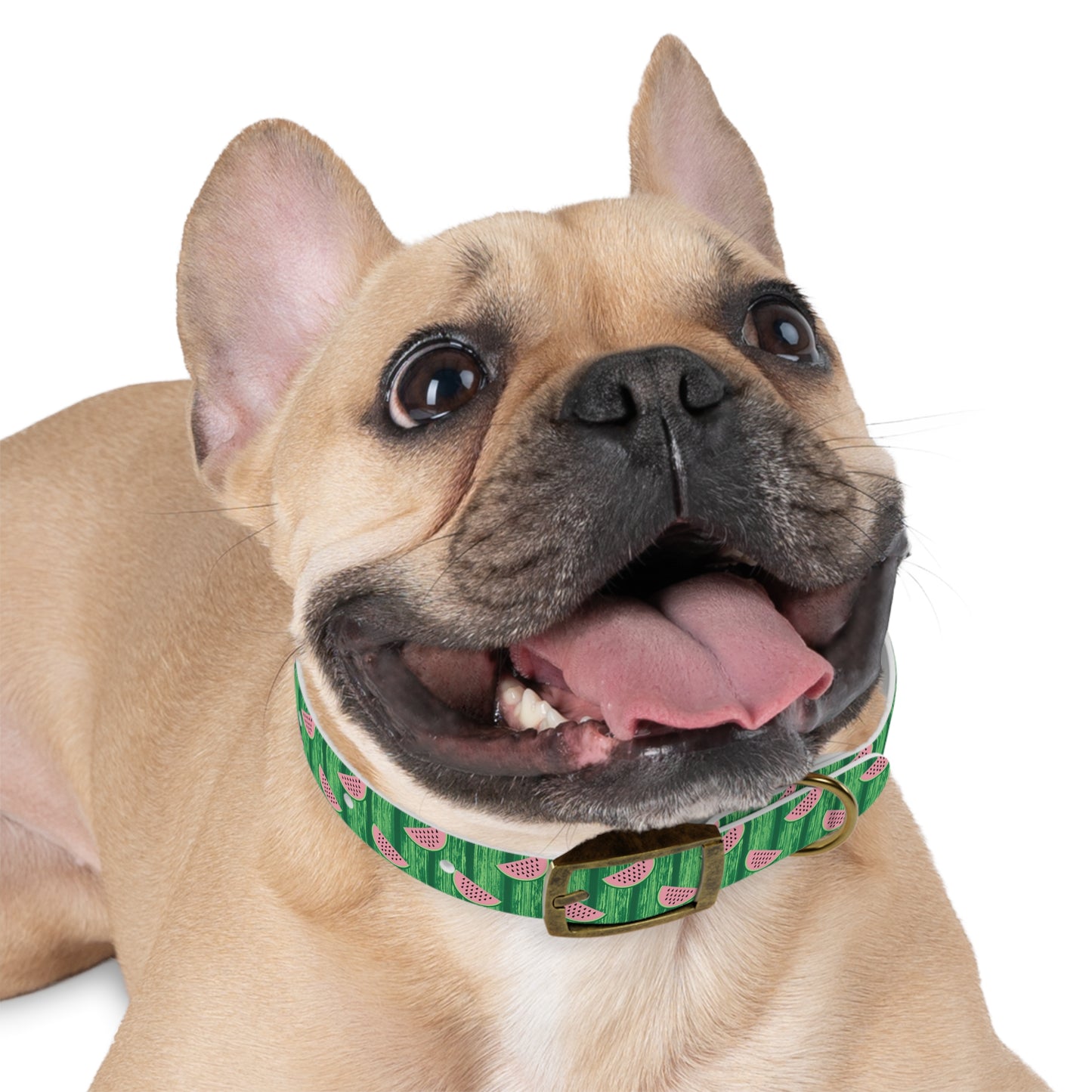 Watermelon Dog Collar