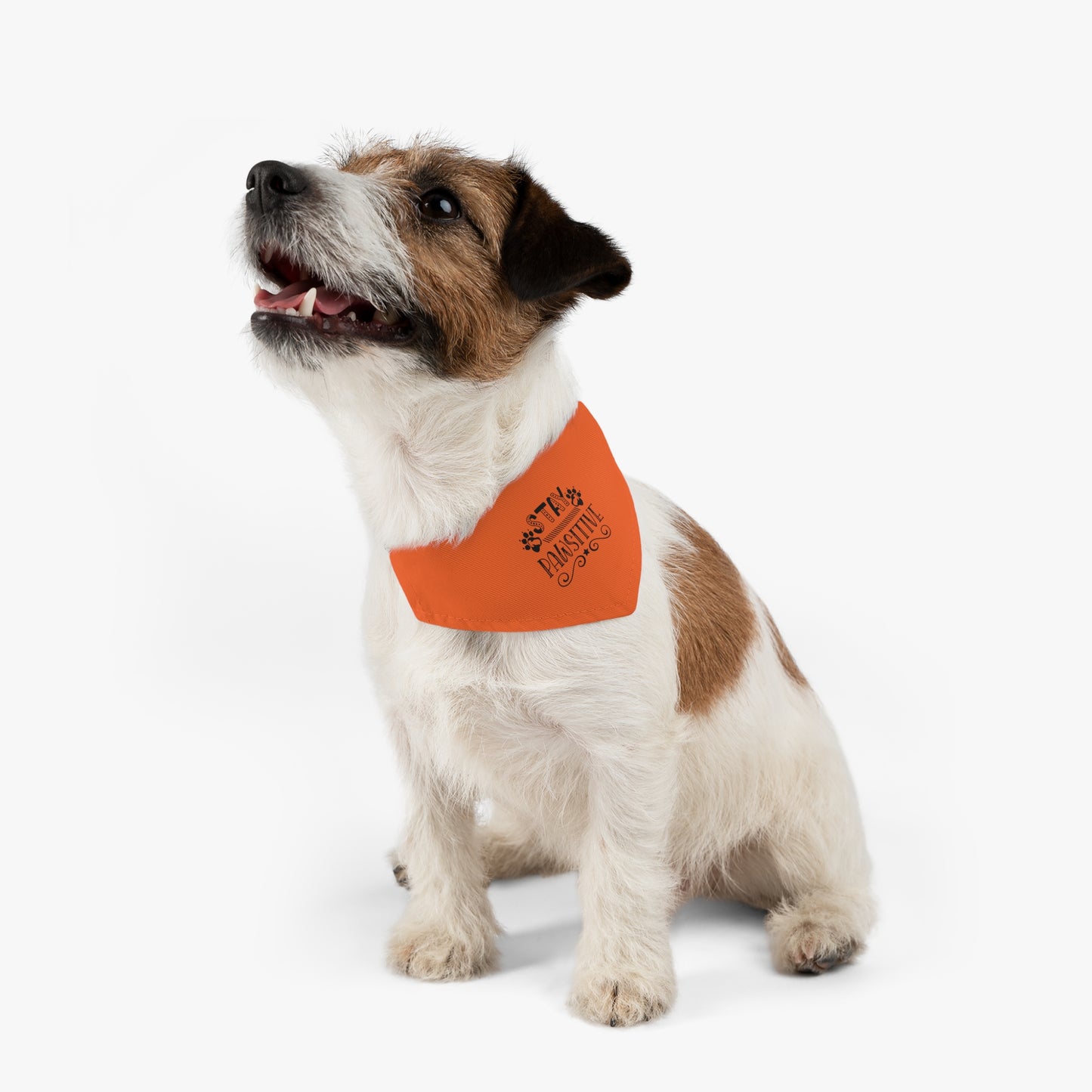 Pet Bandana Collar, Stay Pawsitive, Orange