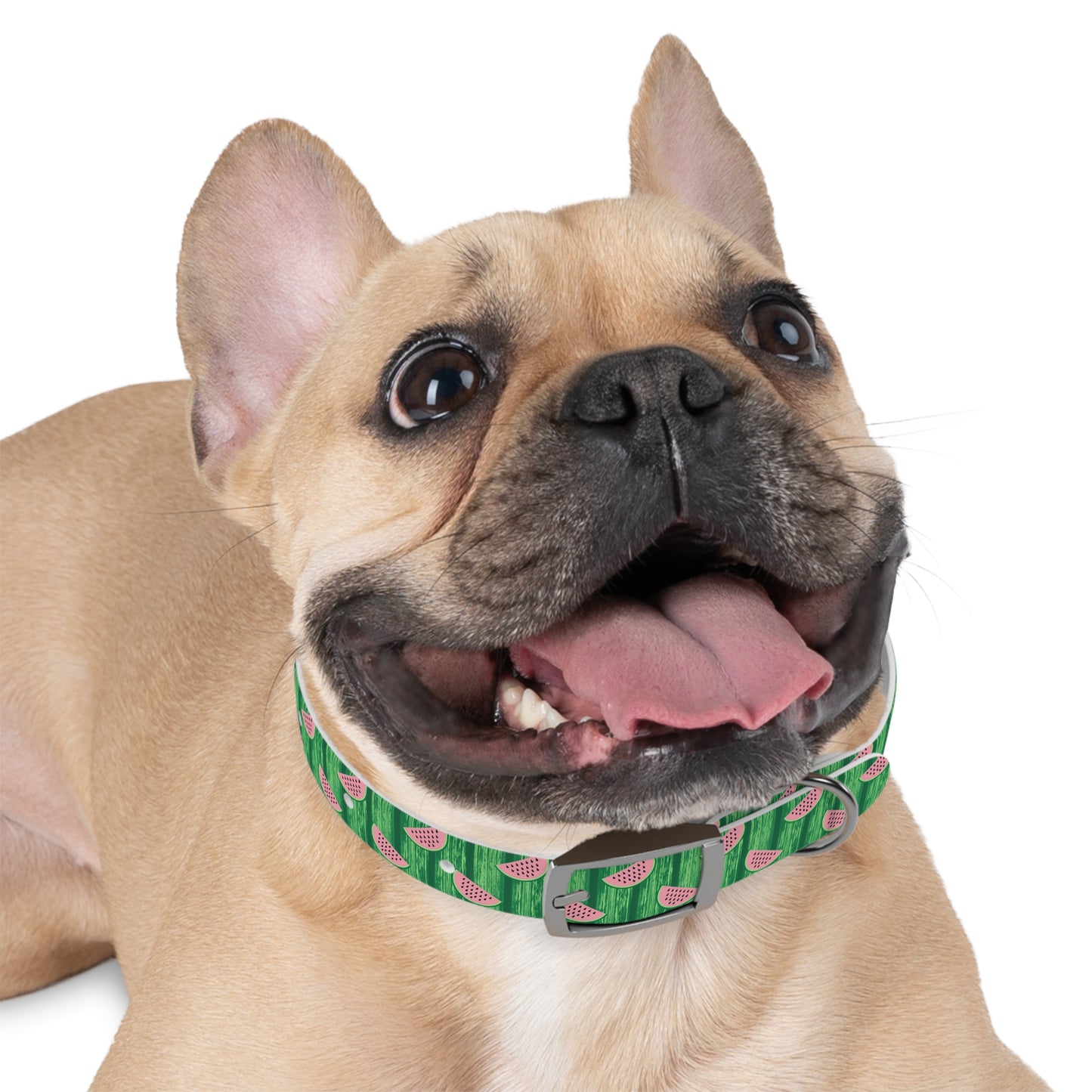 Watermelon Dog Collar