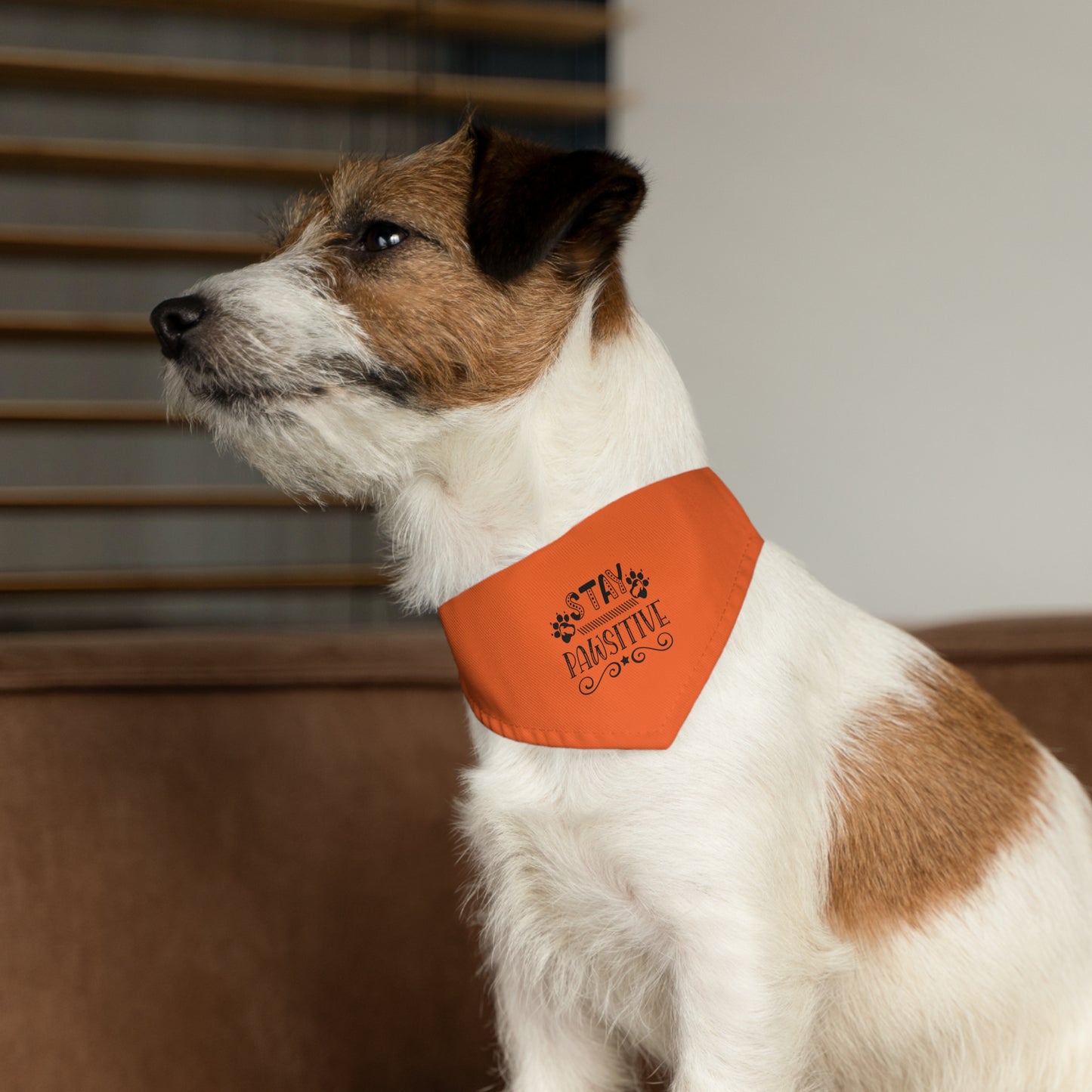 Pet Bandana Collar, Stay Pawsitive, Orange